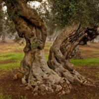 Xylella: I dati degli ultimi monitoraggi smentiscono l�idea dell�epidemia