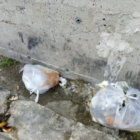 BRINDISI : ADOC : SULLA RACCOLTA RIFIUTI SI TORNA INDIETRO