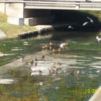 Urge bonifica canale Cillarese