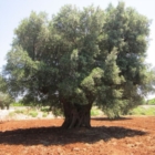 SNAM VUOLE DISTRUGGERE GLI OLIVI NEL SALENTO VIOLANDO LA NORMATIVA