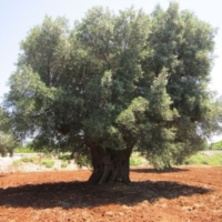 SNAM VUOLE DISTRUGGERE GLI OLIVI NEL SALENTO VIOLANDO LA NORMATIVA
