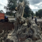 Abbattimenti illegittimi di ulivi millenari a Serranova