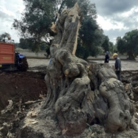 Abbattimenti illegittimi di ulivi millenari a Serranova