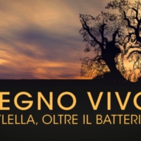 �Legno vivo: Xilella, oltre il batterio� a Carovigno
