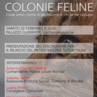 BRINDISI : colonie feline: cosa sono, come si gestiscono, chi se ne occupa
