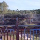 TGR RAI Puglia ritocca foto su Xylella