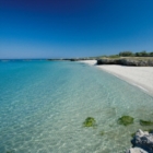 Accesso alle spiagge degli animali da affezione