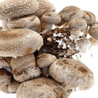 ALIMENTAZIONE E SALUTE: BAOBAB, PAPAYA FERMENTATA E FUNGHI, I 3 SUPERFOOD CHE RAFFORZANO IL SISTEMA IMMUNITARIO 
