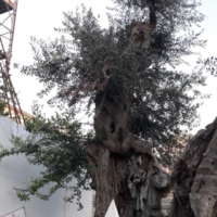 Gli innesti secchi dell�ulivo millenario di Piazza Sant�Oronzo a Lecce 