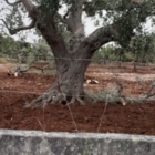 Xylella: gli ambientalisti diffidano la Regione contro gli abbattimenti