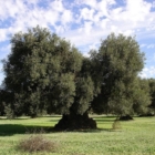 XILELLA : SOSPESA DAL TAR ODINANZA ABBATTIMENTI 