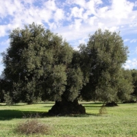XILELLA : SOSPESA DAL TAR ODINANZA ABBATTIMENTI 