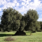 XILELLA : per una Nuova Agricoltura in Puglia