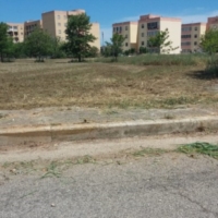 COBAS BRINDISI:taglio alberi piantati pochi mesi fa