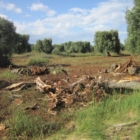 LEGAMBIENTE : IL DRAMMA XYLELLA
