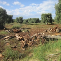 LEGAMBIENTE : IL DRAMMA XYLELLA