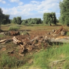 Xylella: MinAmbiente: reimpianti ambientalmente dannosi