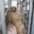 Animal Equality Italia:CAPANNONI CROLLATI SI FACCIA GIUSTIZIA