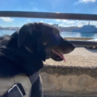 “Dammi la zampa” per favorire adozioni di cani e gatti 