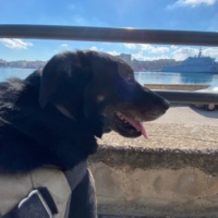 �Dammi la zampa� per favorire adozioni di cani e gatti 