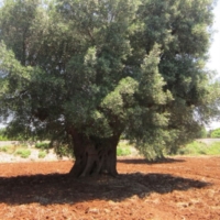 Xylella: associazioni contro abbattimenti e pesticidi