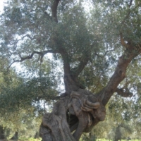 Disseccamento ulivi. Nardoni : 