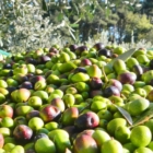 VENERDÌ 24/9 ARRIVA L'OLIO NUOVO CON VIA RACCOLTA PRIME OLIVE