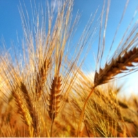 AVVIO COMMISSIONE 'GRANO DURO' PUNTO DI PARTENZA PER RILANCIO FILIER
