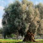 ULIVO PUGLIA : CONTINUA L'ABBATTIMENTO