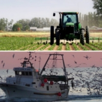 AGRICOLTURA, L'ABBATE (M5S): LEGGE DI BILANCIO RICCA DI OPPORTUNIT� PER IL COMPARTO PRIMARIO