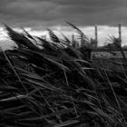 Venerdì 13 Dicembre: Sì Democrazia : danni all'ambiente e danni alla salute