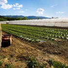 CON IL PEGNO ROTATIVO CONCESSI OLTRE 30 MILIONI DI EURO ALLE IMPRESE VITIVINICOLE