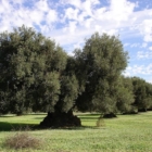 INCONTRO DIBATTITO SUL DISSECCAMENTO DELL’ULIVO DI PUGLIA