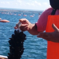 TARANTO : bonifiche in Mar Piccolo