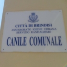 BRINDISI. Domenica giornata dedicata alle adozioni al canile comunale