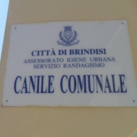 BRINDISI. Domenica giornata dedicata alle adozioni al canile comunale