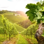Vitivinicoltura: le strategie 2023-2027