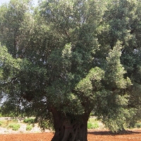 IL DISSECCAMENTO DEGLI ULIVI IN PUGLIA E LA QUESTIONE XYLELLA