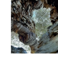 DISSECCAMENTO ULIVI IN PUGLIA