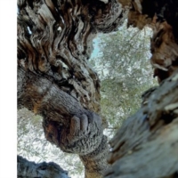 XILELLA : Cooperativa Agricola La Pugliese e Invaio