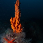 LA BIODIVERSITA' DEI FONDALI MARINI