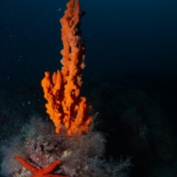 LA BIODIVERSITA' DEI FONDALI MARINI