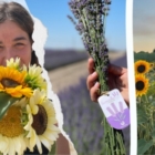 Girasoli e Lavanda di Puglia