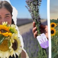 Girasoli e Lavanda di Puglia