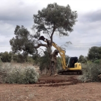 L�antifragilit� per fermare la Xylella, convegno a Conversano mercoled� 5 ottobre 
