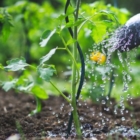 COME COLTIVARE FRUTTA E VERDURA CON MENO ACQUA E FERTILIZZANTI