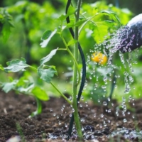 COME COLTIVARE FRUTTA E VERDURA CON�MENO�ACQUA E FERTILIZZANTI