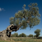 PUGLIA : BILANCIO : ORTI DI PUGLIA