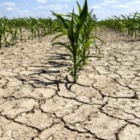 AIUTI ALLE IMPRESE AGRICOLE
