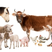 PREMIAZIONE IC COMMENDA : LETTERA AGLI ANIMALI
